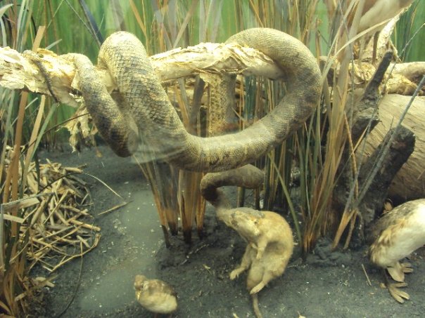 Snake Vs Rat 